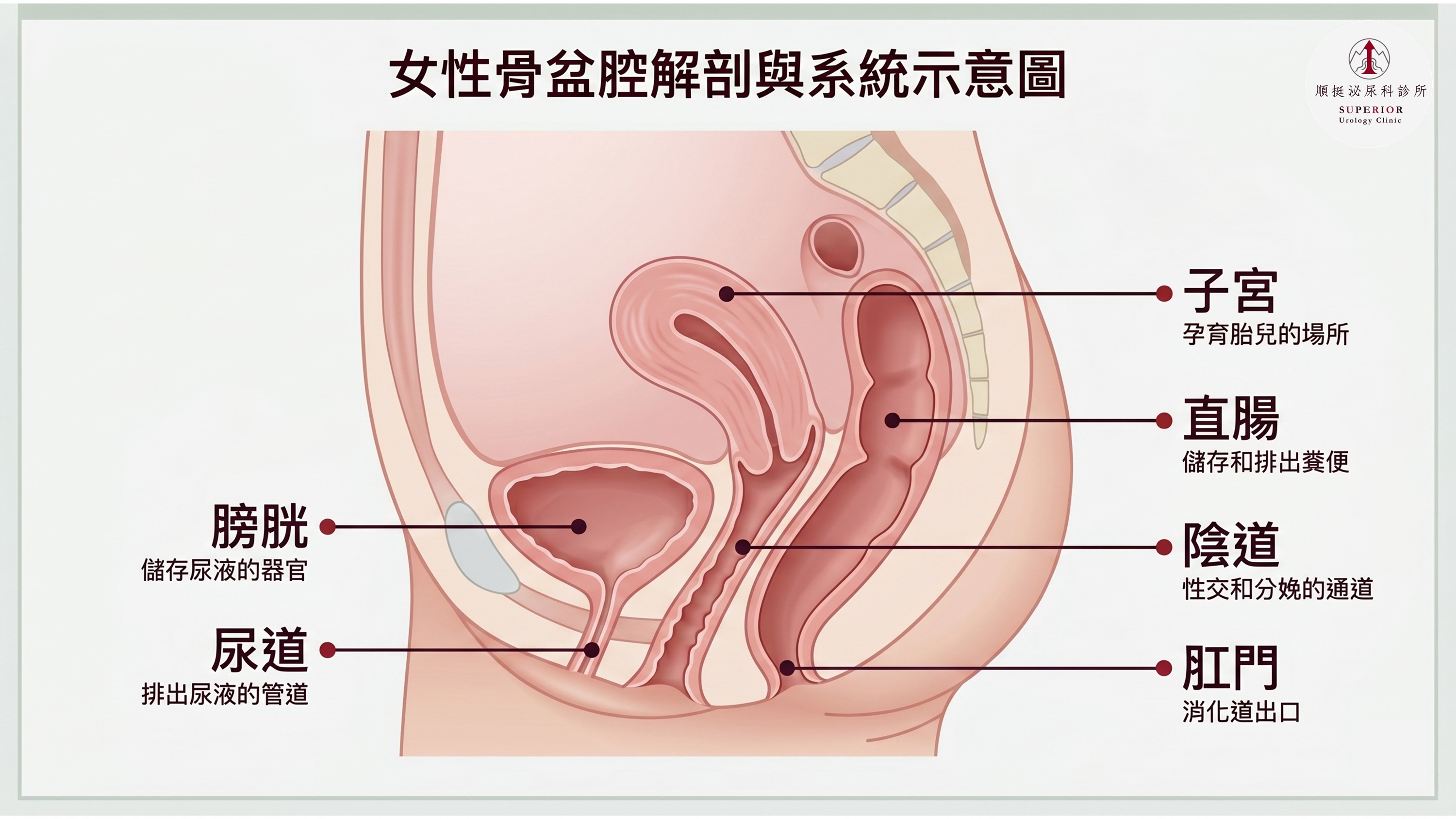 女性尿道長度vs男性比較示意圖,說明為何女性易感染