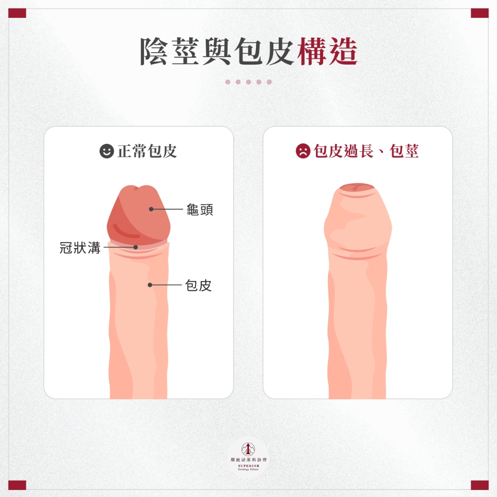 陰莖與包皮構造